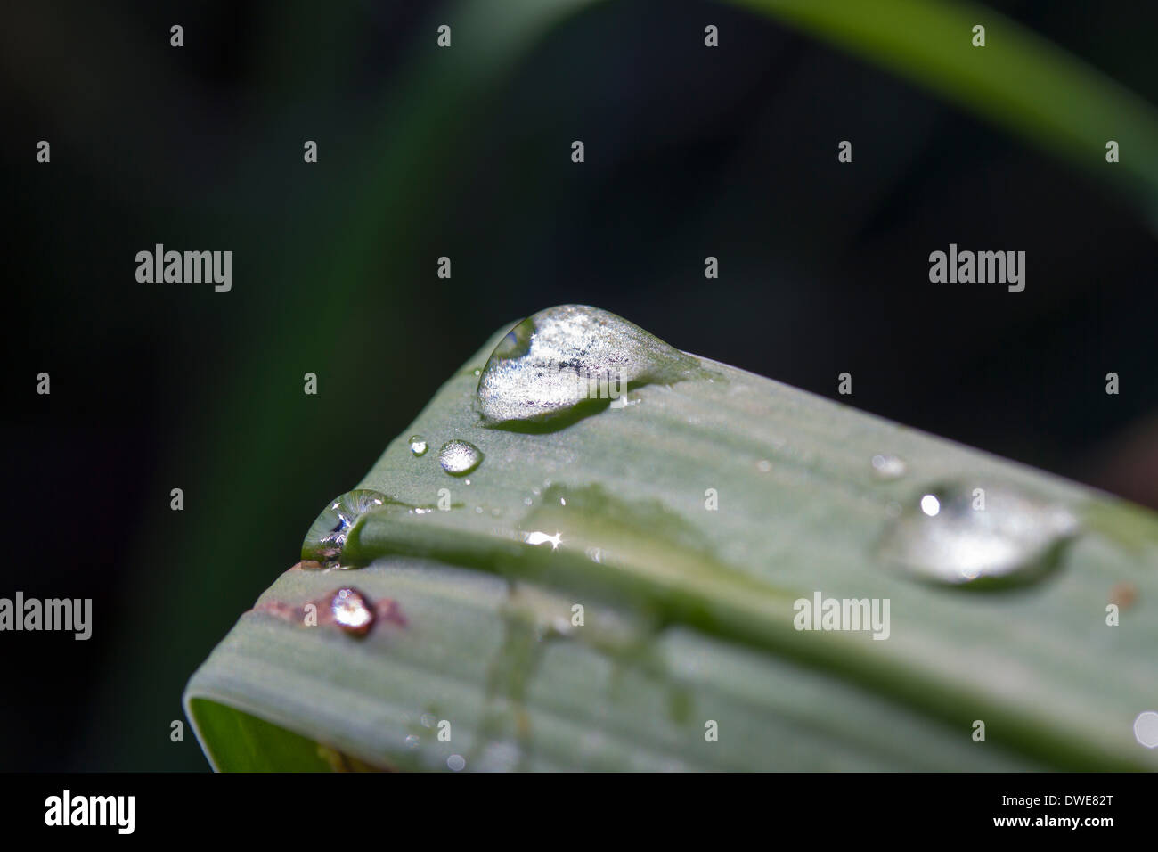 rain drops on a leaf in the morning soft light Stock Photo