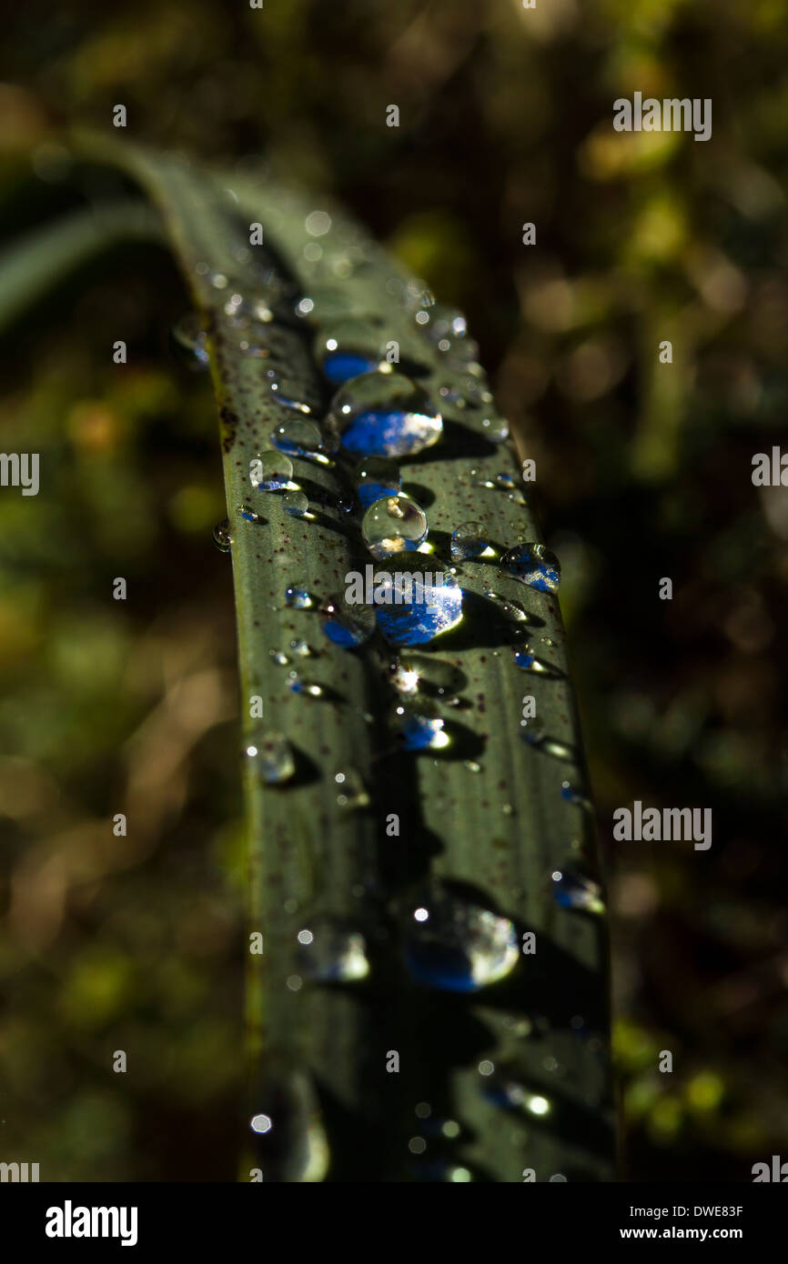 rain drops on a leaf in the morning soft light Stock Photo