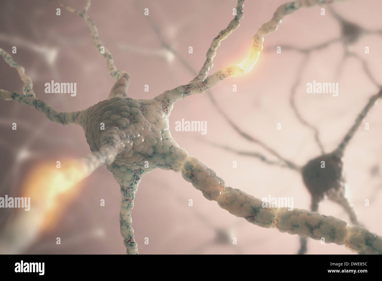 Image concept of neurons from the human brain. Stock Photo