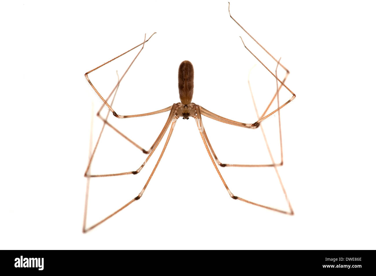Daddy Long Legs Spider Pholcus phalangioides Kent UK Stock Photo