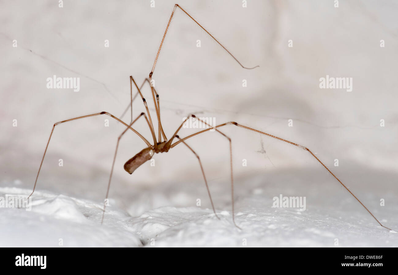 Daddy Long Legs Spider Pholcus phalangioides Kent UK Stock Photo