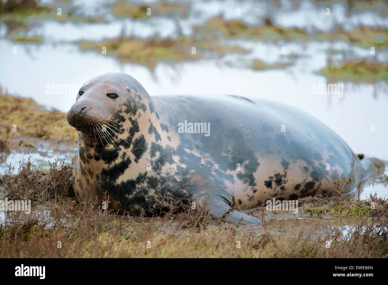 Grey Seal Halichoerus grypus Donna Nook UK Stock Photo