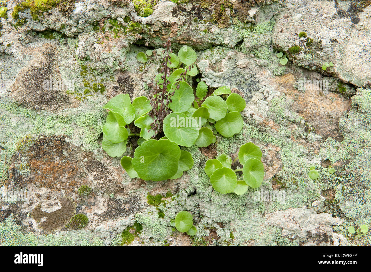 Wall Pennywort Umbilicus rupestris Andalucia Spain Stock Photo