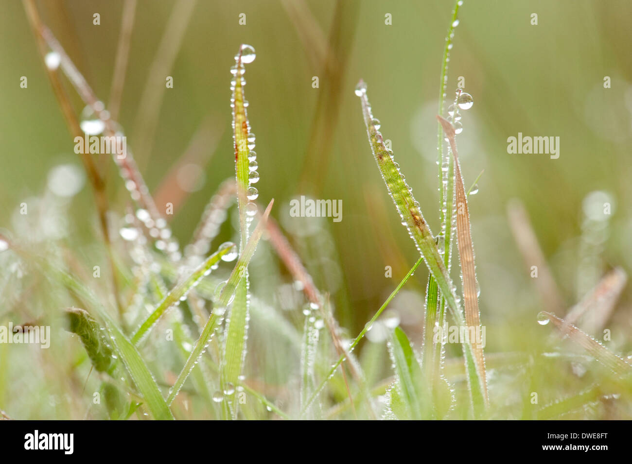 Grasses with early morning dew Andalucia Spain Stock Photo