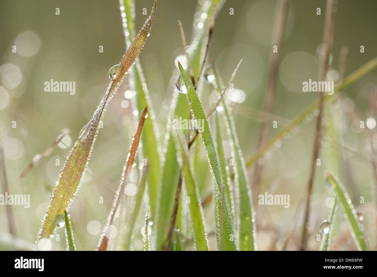 Grasses with early morning dew Andalucia Spain Stock Photo
