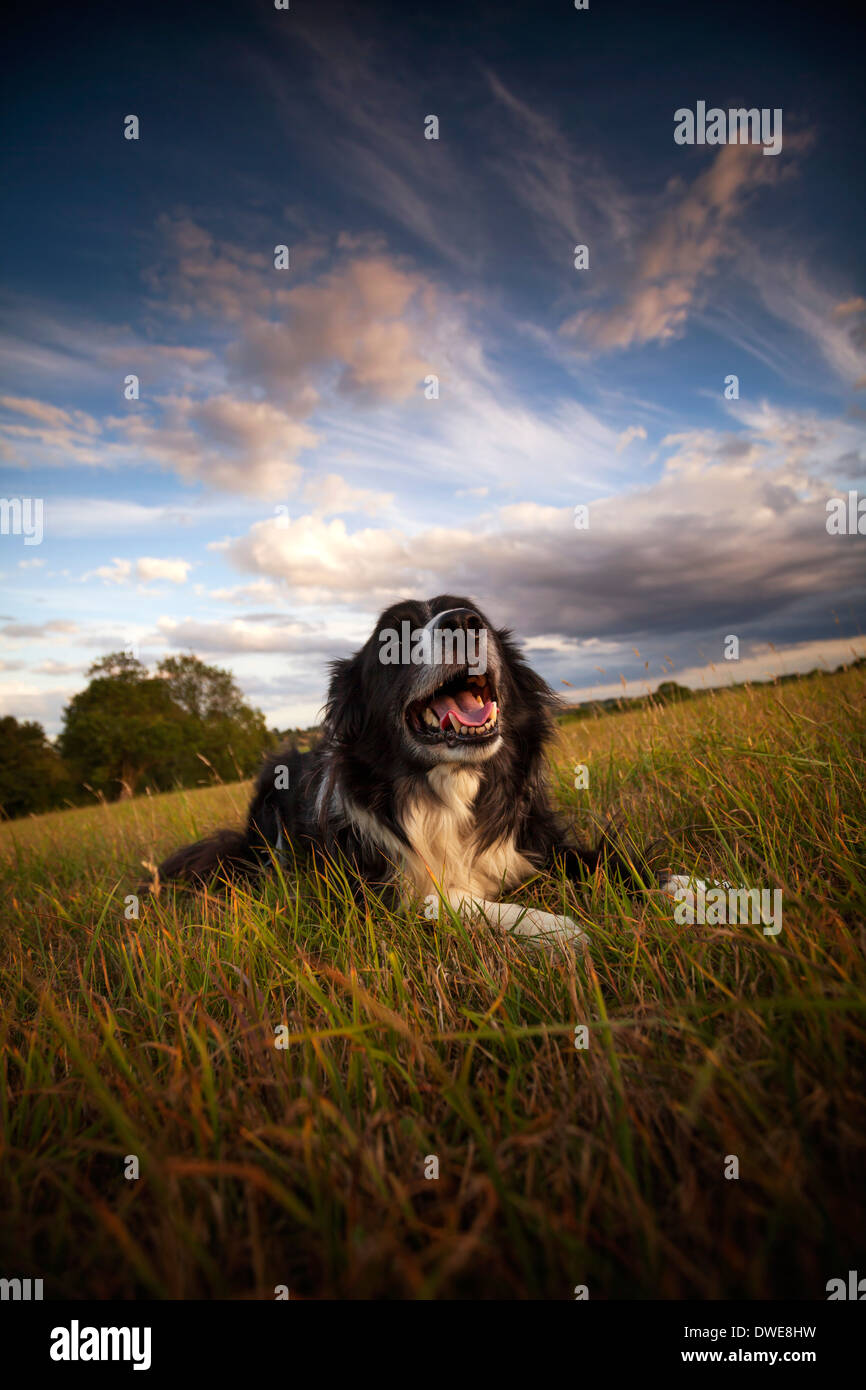 Border collie sheepdog outside enjoying the English countryside Stock ...