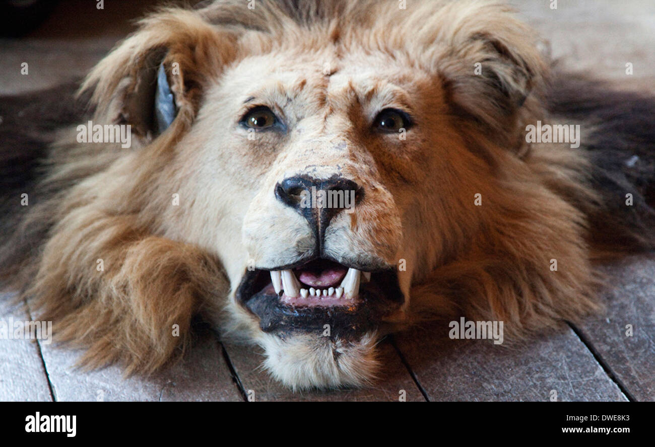 stuffed lion head