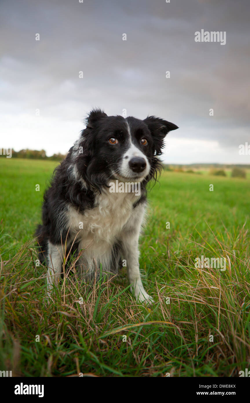 Border collie sheepdog outside enjoying the English countryside Stock Photo