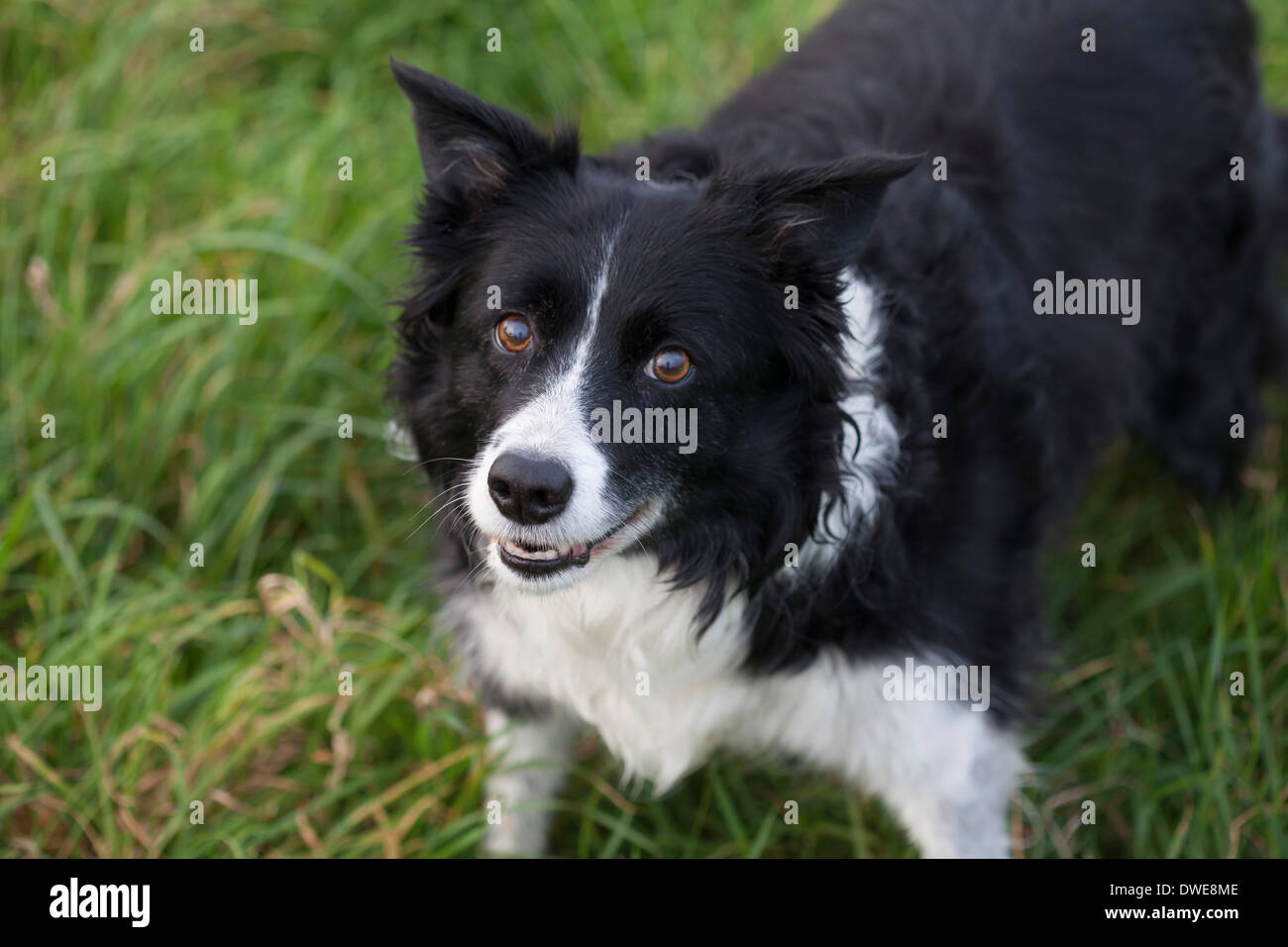 Border collie sheepdog outside Stock Photo