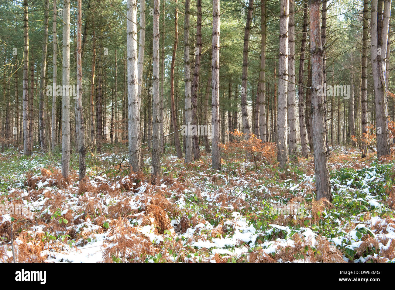 Pine Trees Thornden Woodlands Kent UK Stock Photo