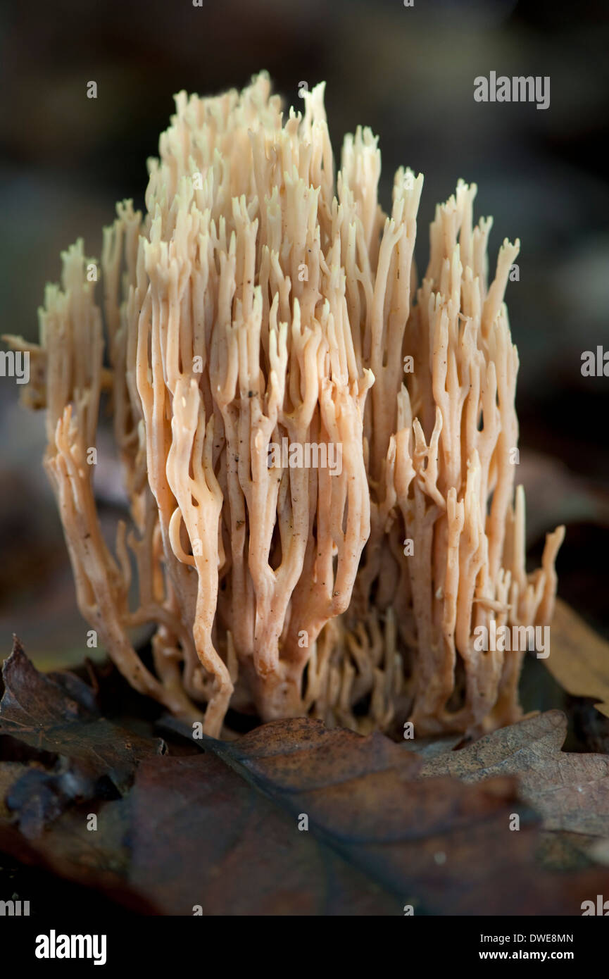 Upright Coral Fungus Ramaria stricta UK Stock Photo