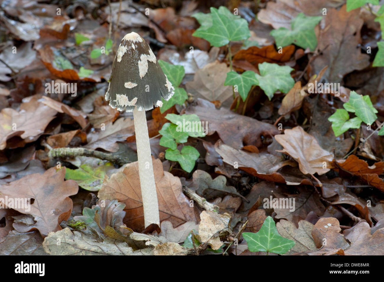 Magpie Fungus Coprinopsis picacea Kent UK Stock Photo