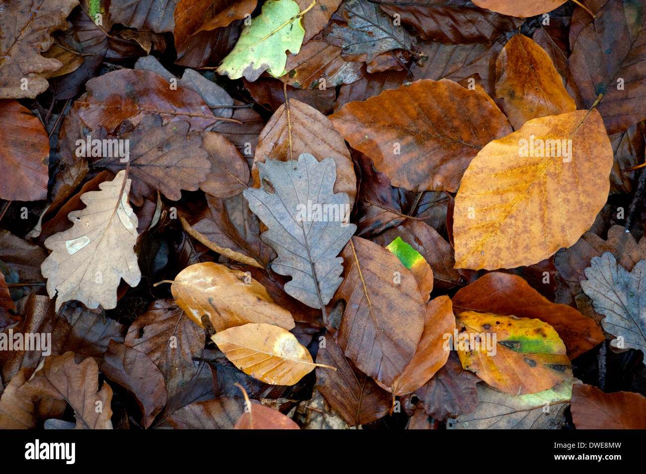 Carpet of deciduous leaves Thornden Woodlands Kent UK Stock Photo