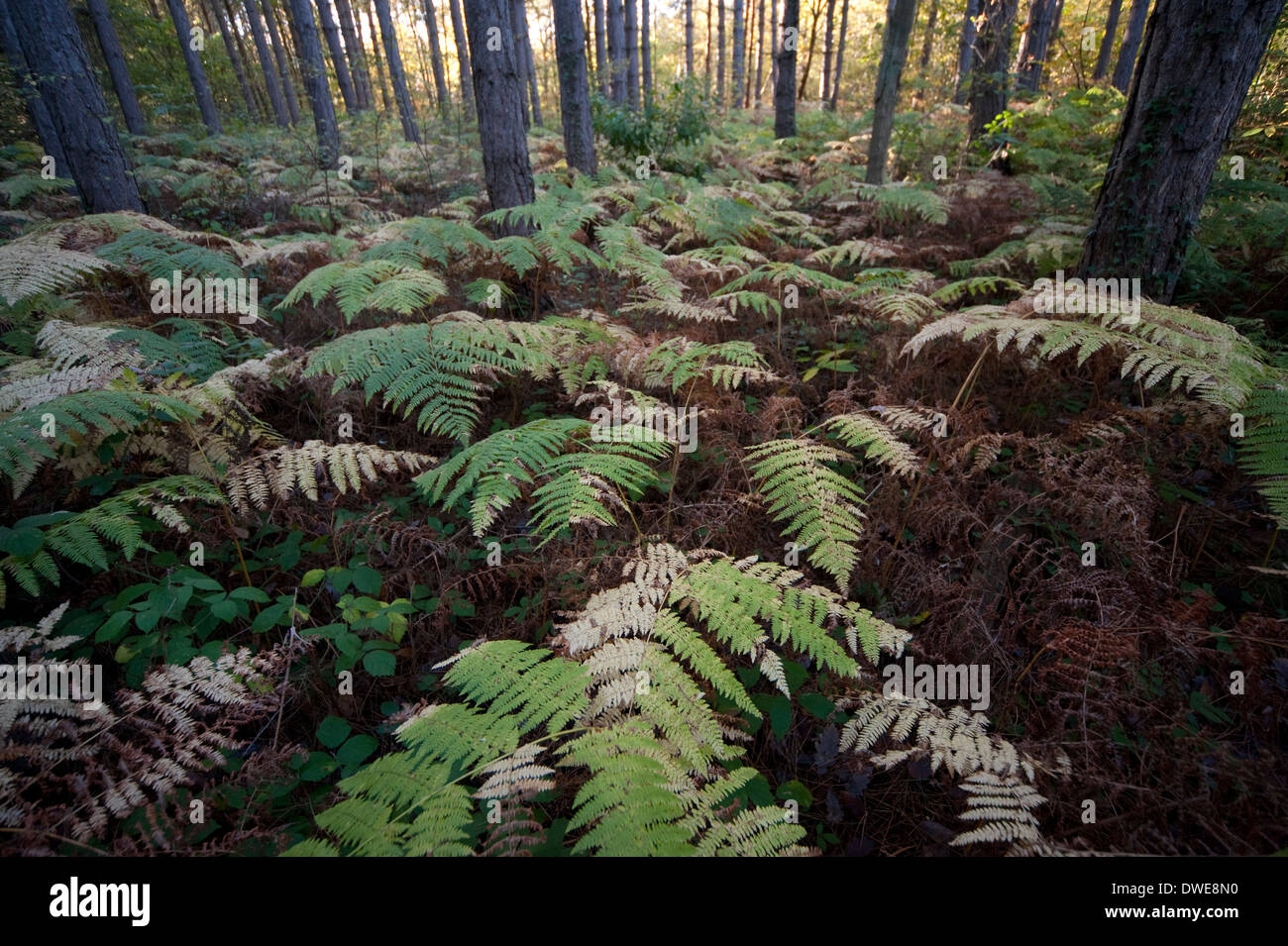 Broad Buckler FernThornden Woodlands Kent UK Stock Photo