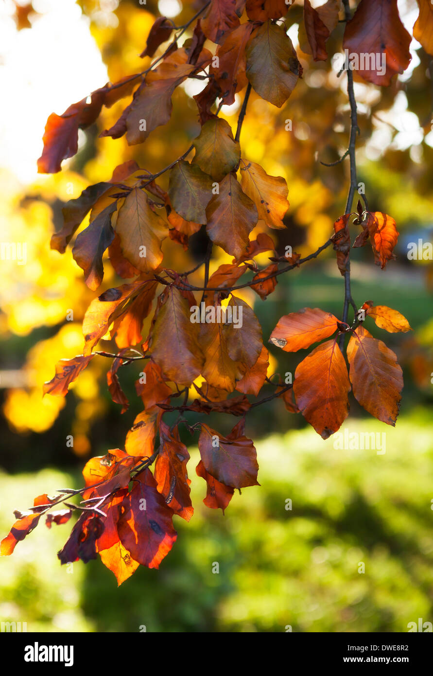 Autumn leaves of Copper Beech tree Stock Photo