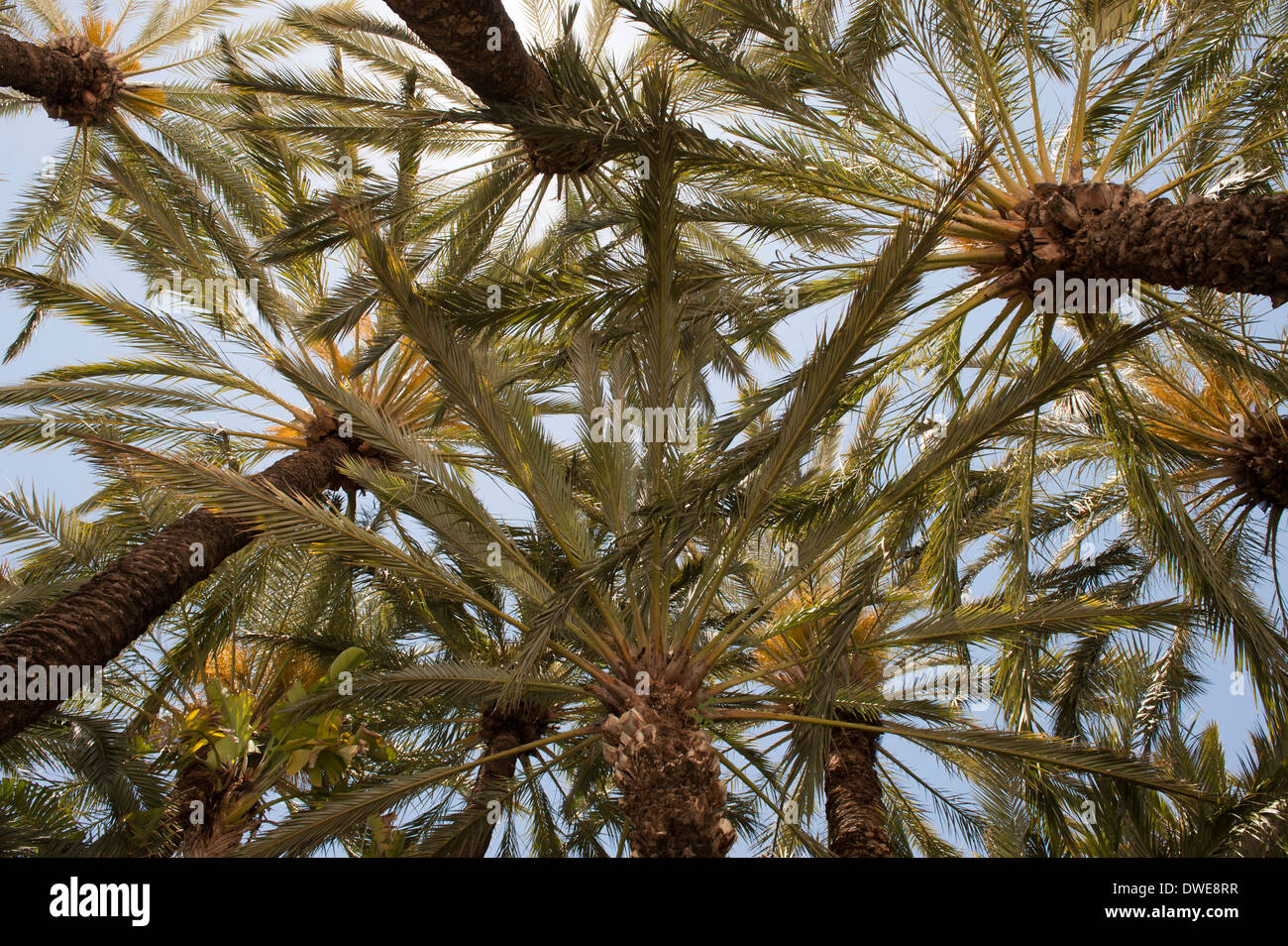 Palm trees in the Palm gardens at Elx, Spain Stock Photo Alamy