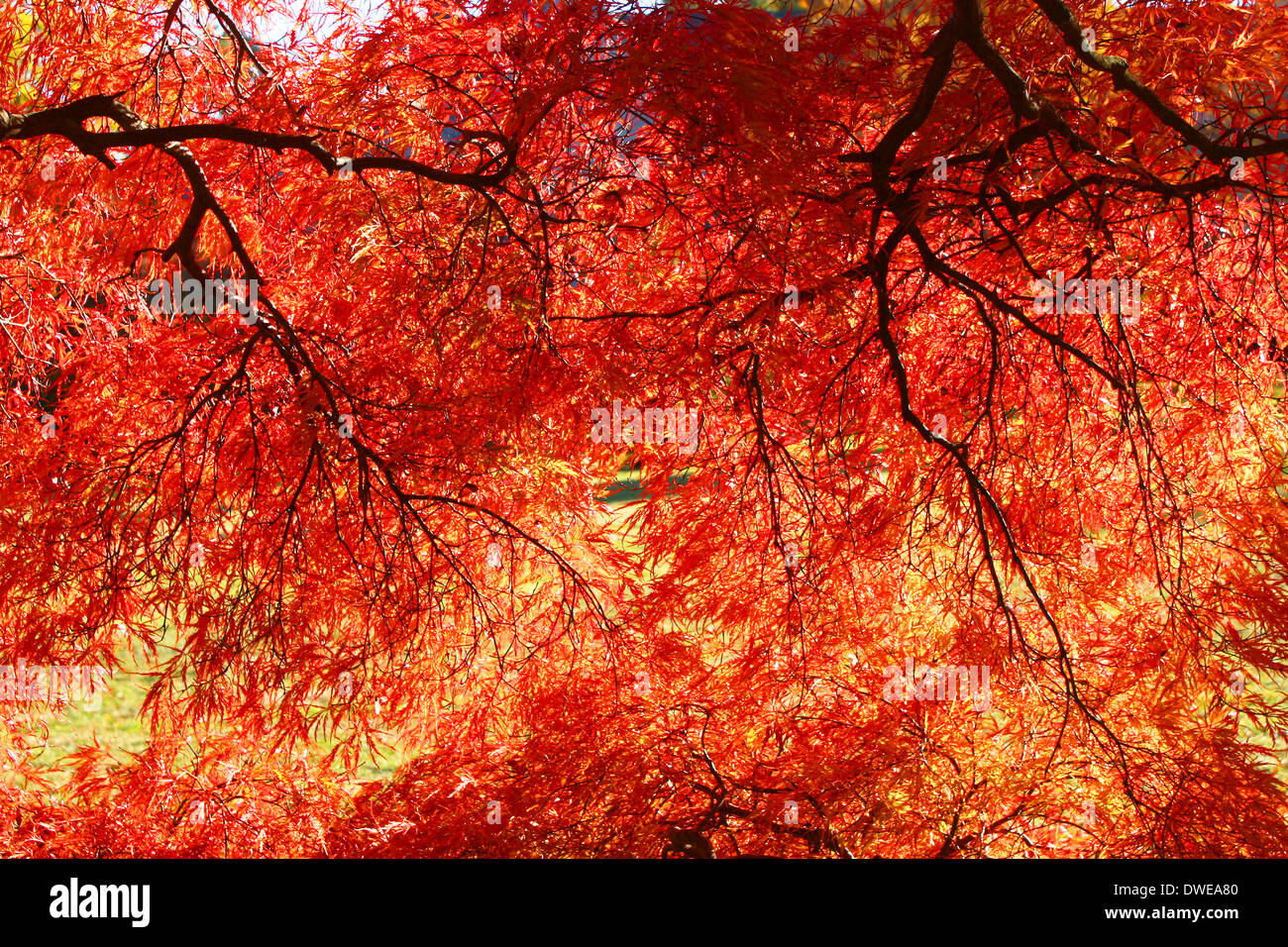 Maple detail hi-res stock photography and images - Alamy
