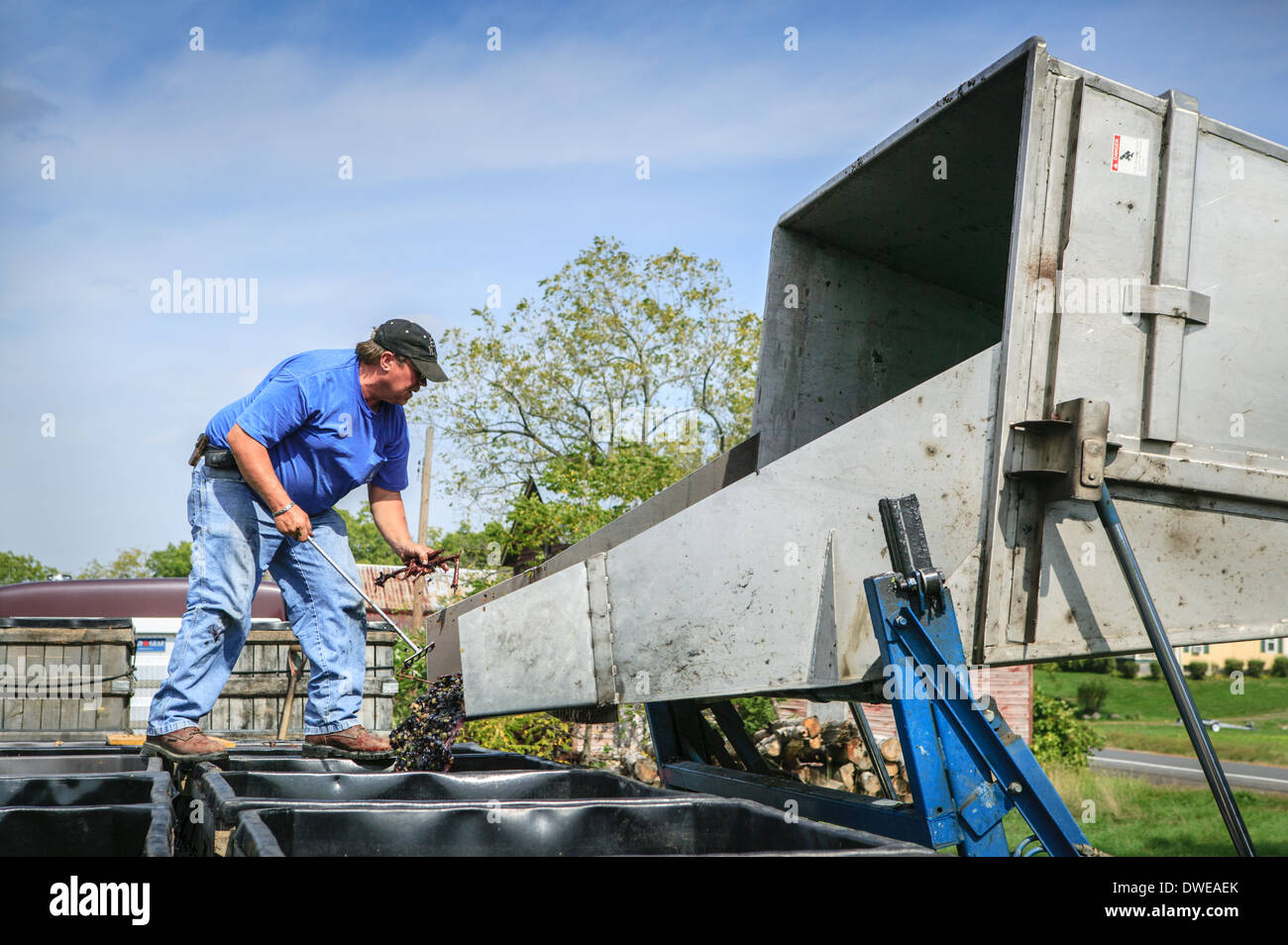 Dumping wine grapes from gondola into one ton bins, Finger Lakes, New York State, USA. Stock Photo