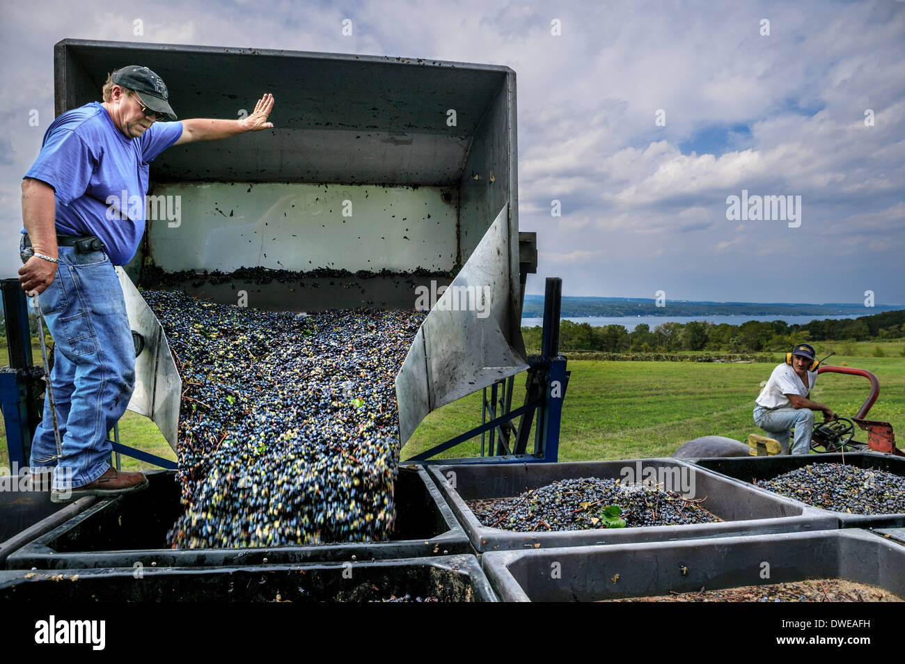 Dumping wine grapes from gondola into one ton bins, Finger Lakes, New York State, USA Stock