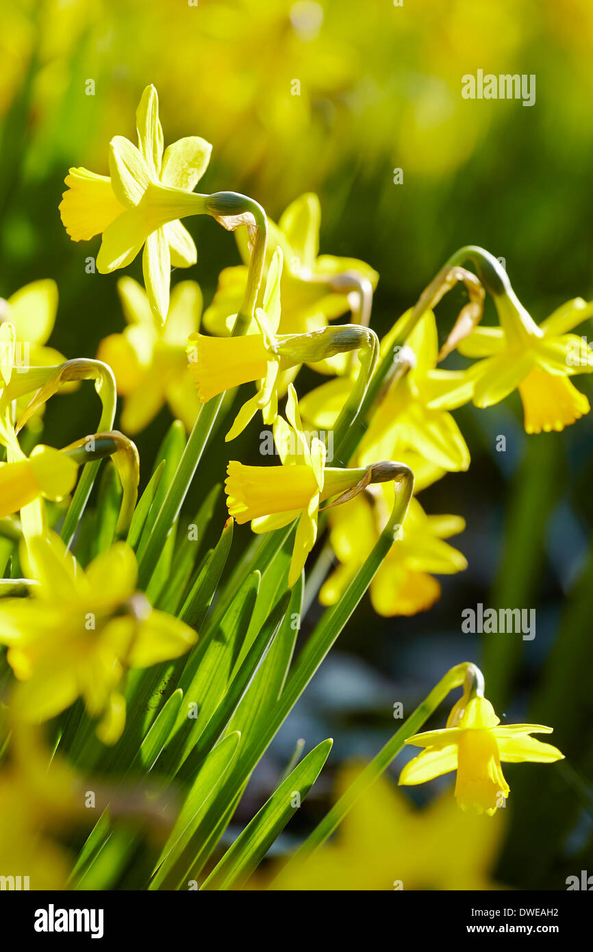 Spring Daffodils in the sunshine Stock Photo