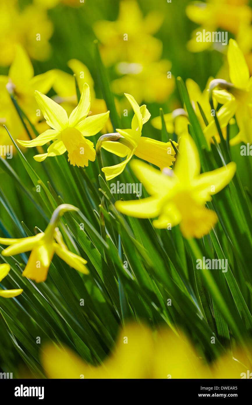 Spring Daffodils in the sunshine Stock Photo