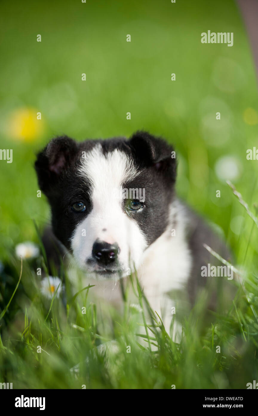 Border collie puppy in meadow. Cumbria. Stock Photo