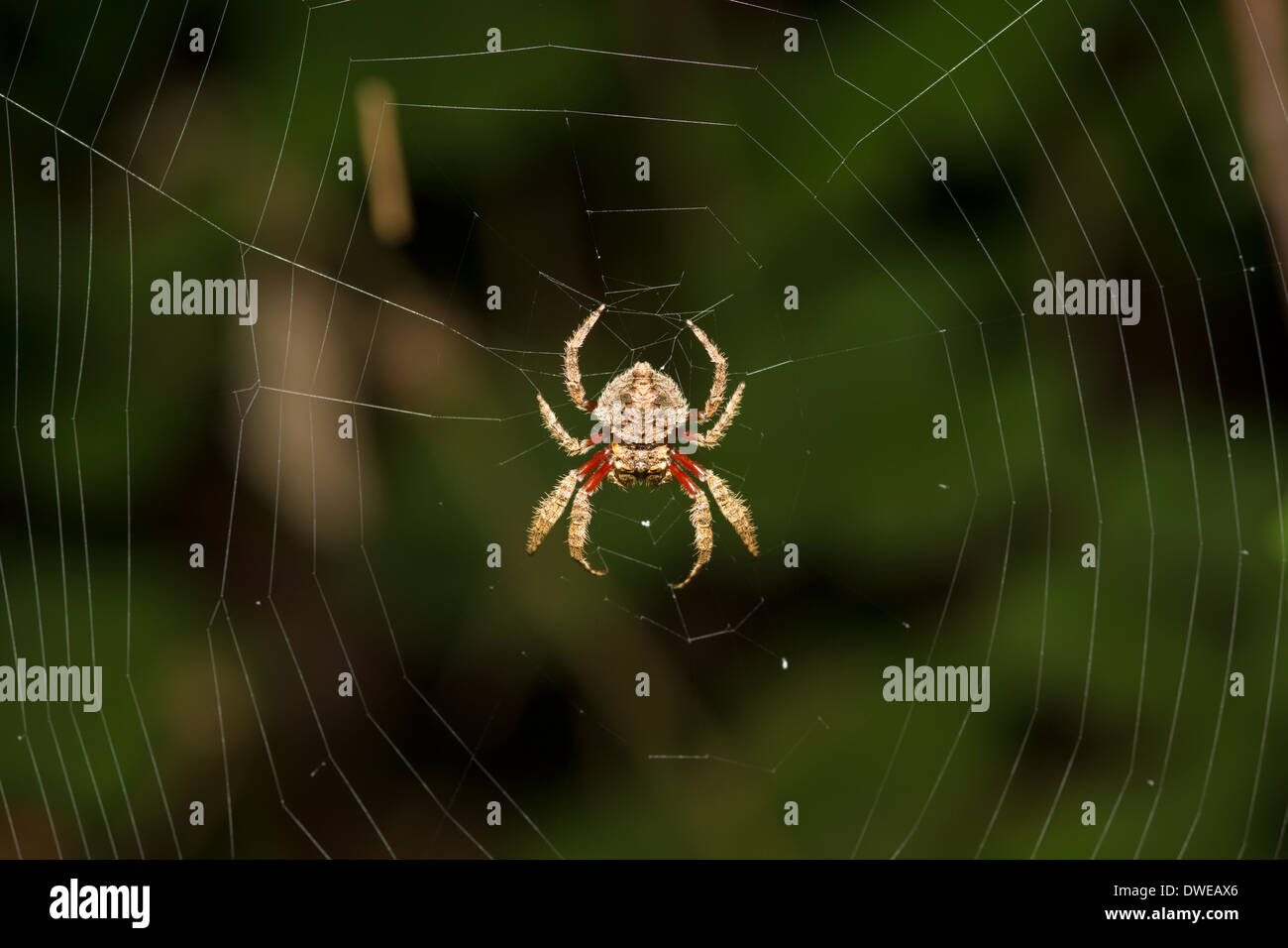 Caerostris darwini, Darwin's Bark Spider Stock Photo Alamy