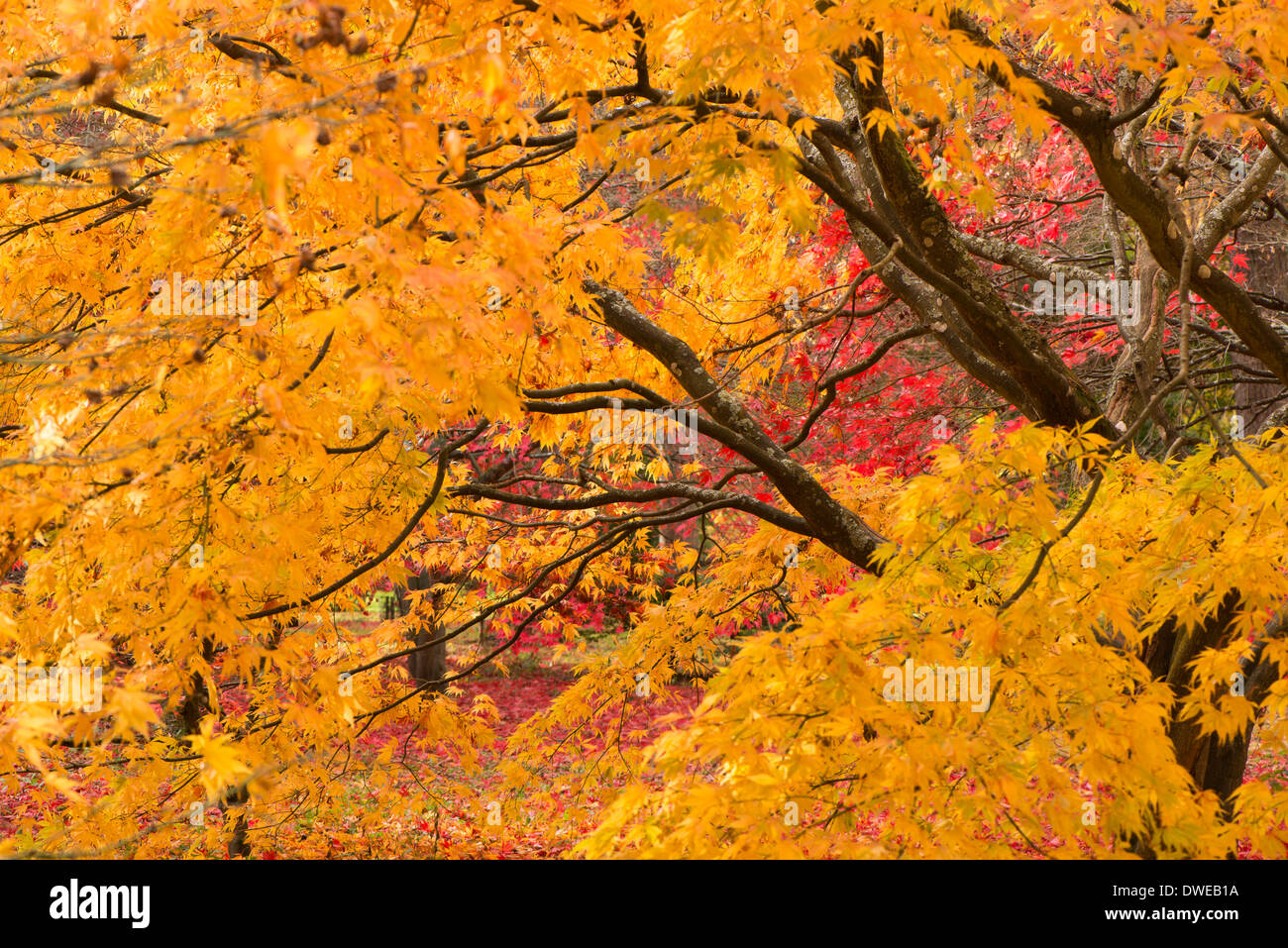 Acer palmatum 'Elegans', Japanese Maple, in Autumn Stock Photo - Alamy
