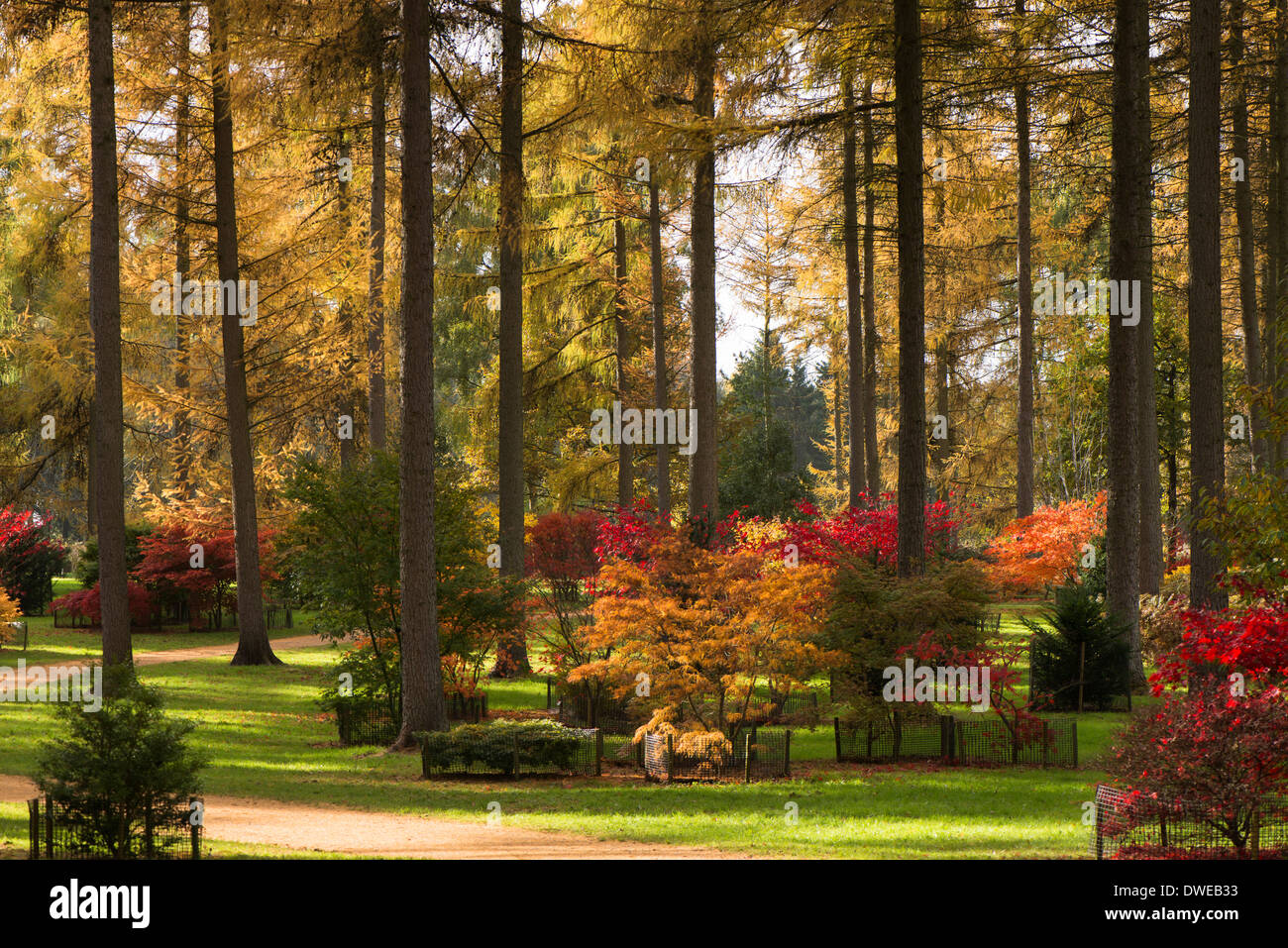 The Maple Loop and Larch trees in Autumn, Westonbirt Arboretum, Gloucestershire, England, United Kingdom Stock Photo