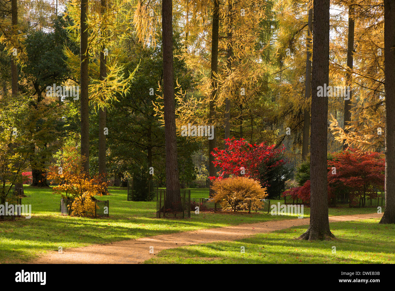 The Maple Loop and Larch trees in Autumn, Westonbirt Arboretum, Gloucestershire, England, United Kingdom Stock Photo