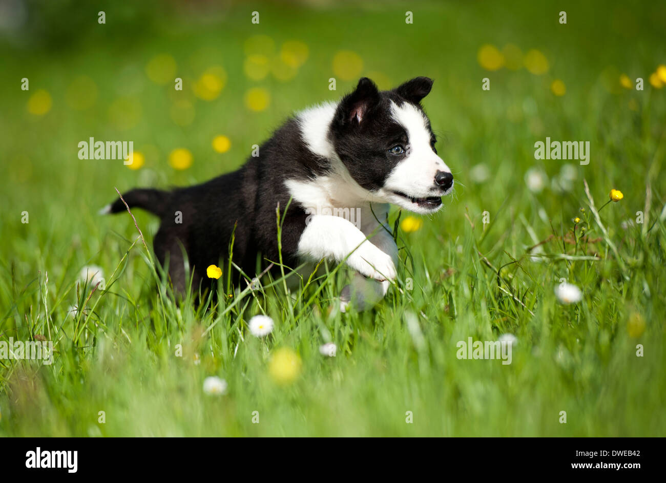 Border collie puppy running in meadow. Cumbria. Stock Photo