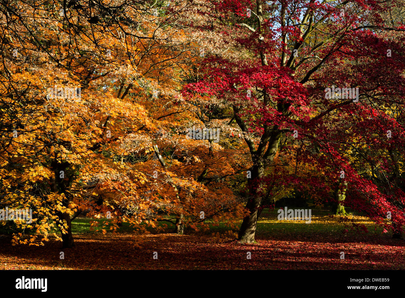 Japanese maples hi-res stock photography and images - Alamy