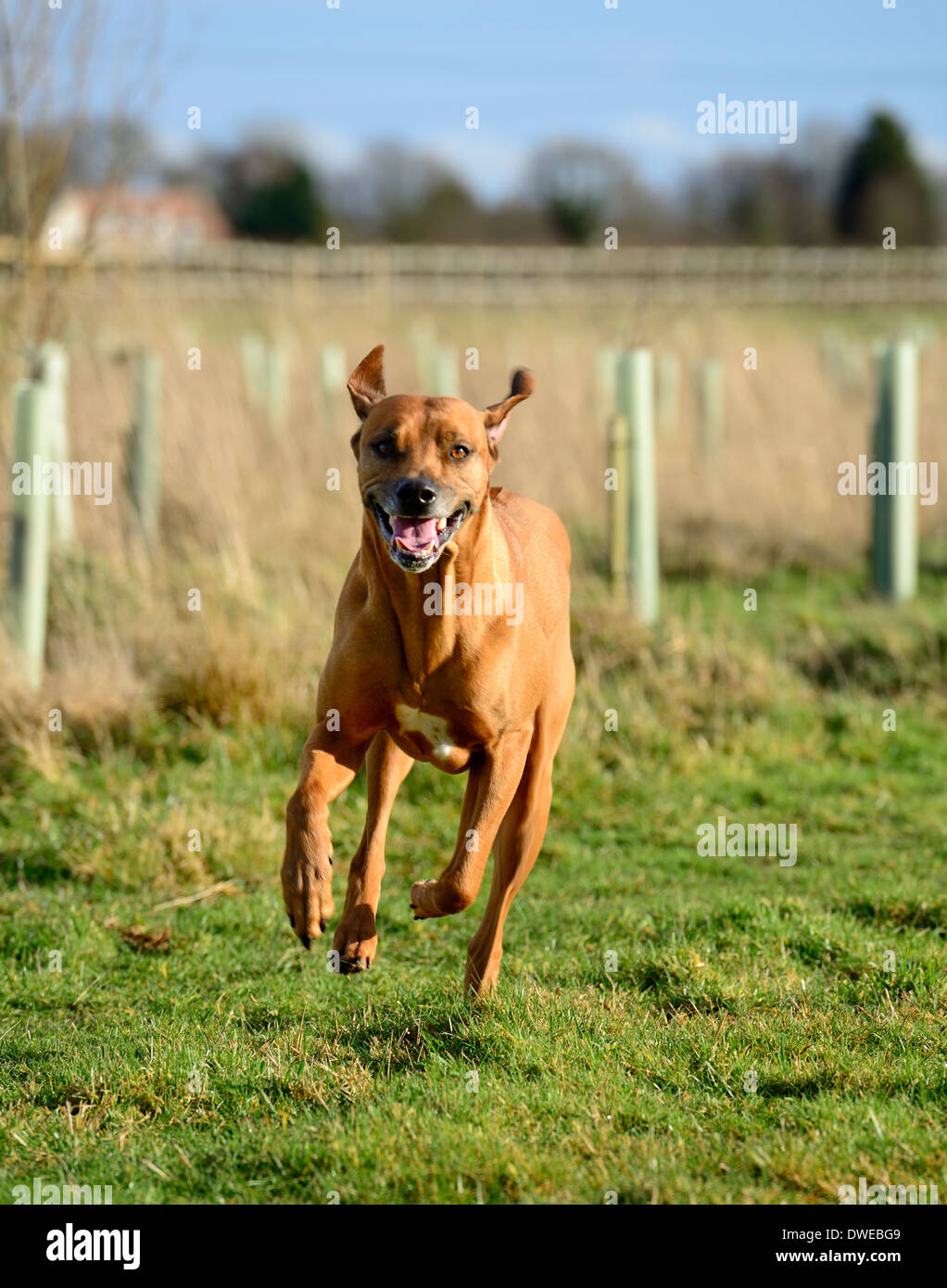 Rhodesian Ridgeback dog running and jumping in a field Stock Photo Alamy