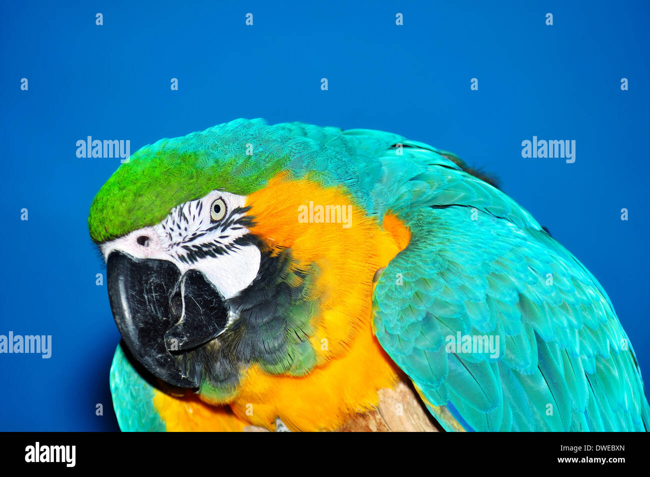 Beautiful blue and gold macaw, Ara ararauna, looking over blue background Stock Photo