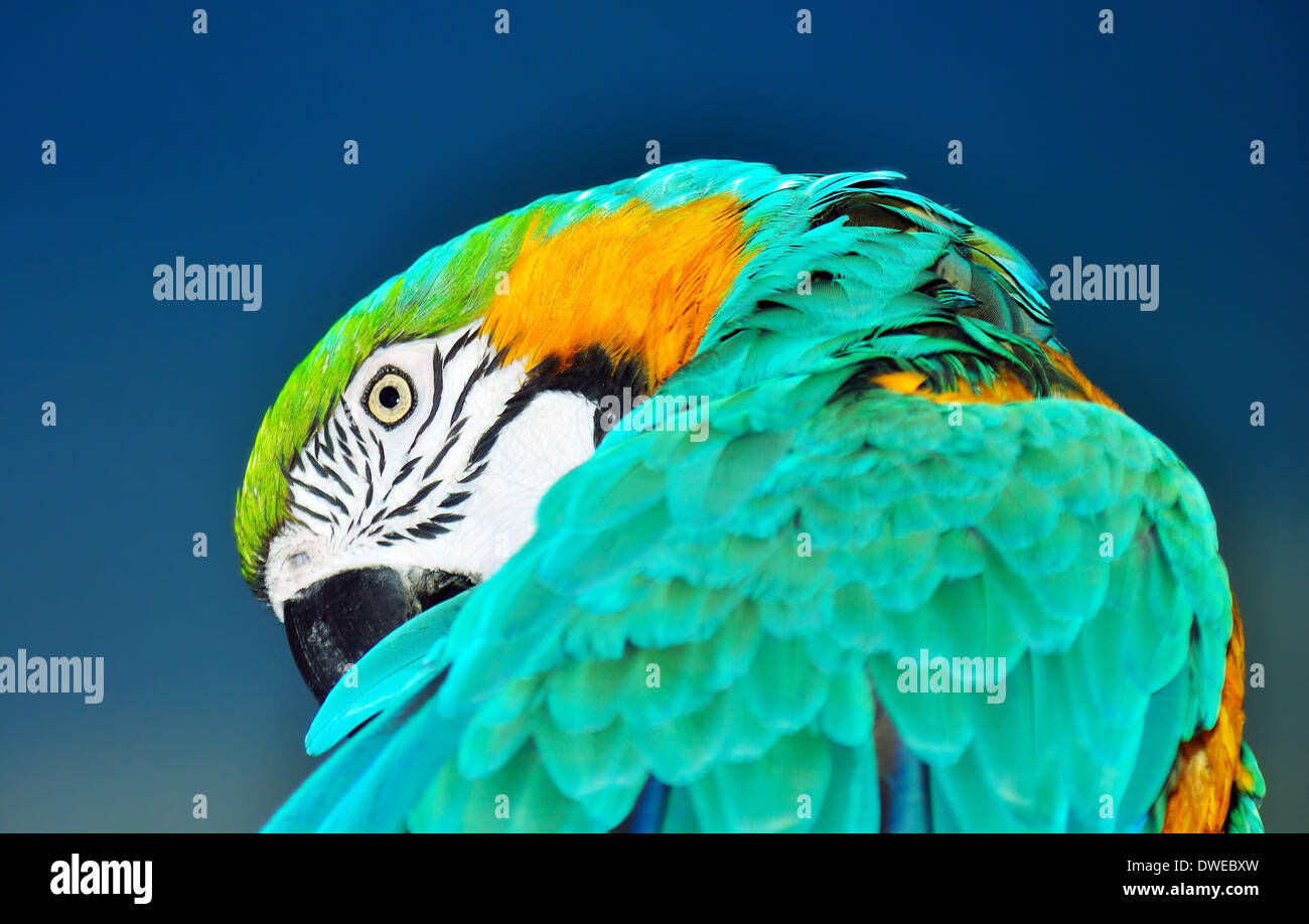 Beautiful blue and gold macaw, Ara ararauna, preening over blue background Stock Photo