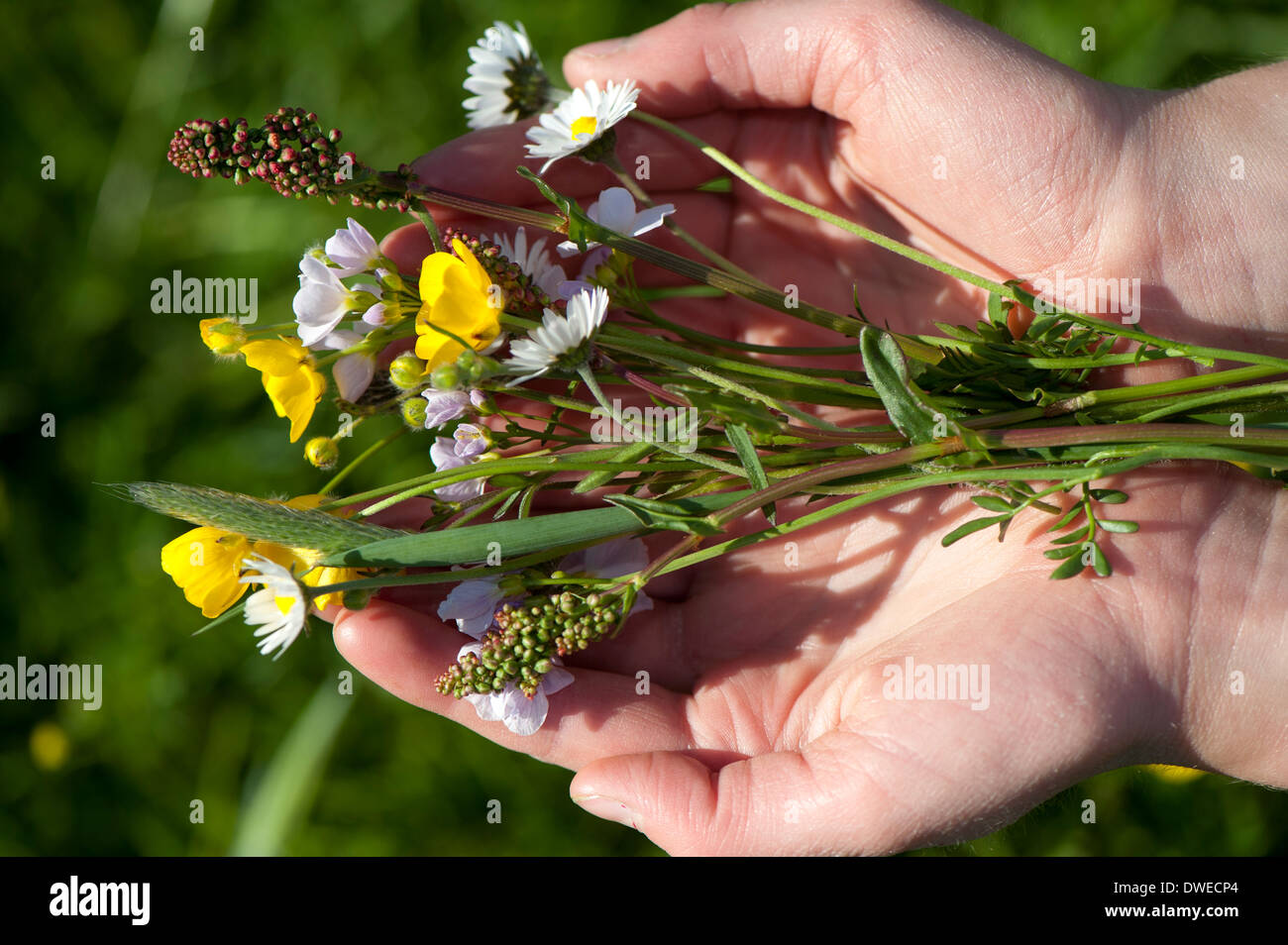 Pick wildflowers hires stock photography and images Alamy