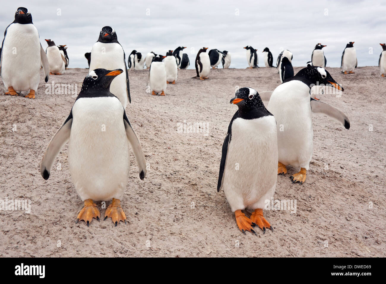 Gentoo Penguin colony (Pygoscelis papua) Stock Photo