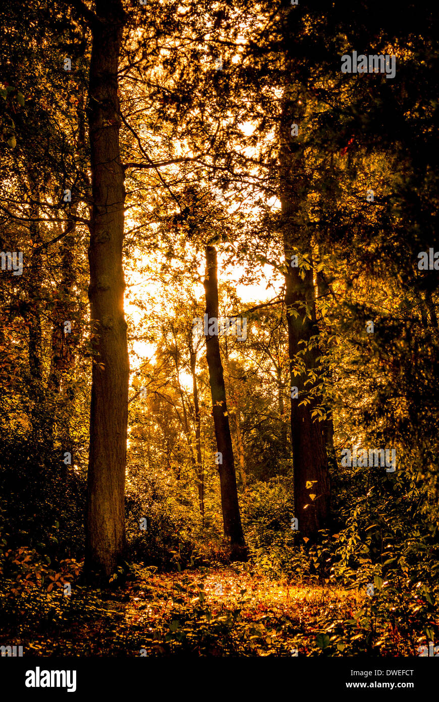 Autumn colours in woodland trees Stock Photo