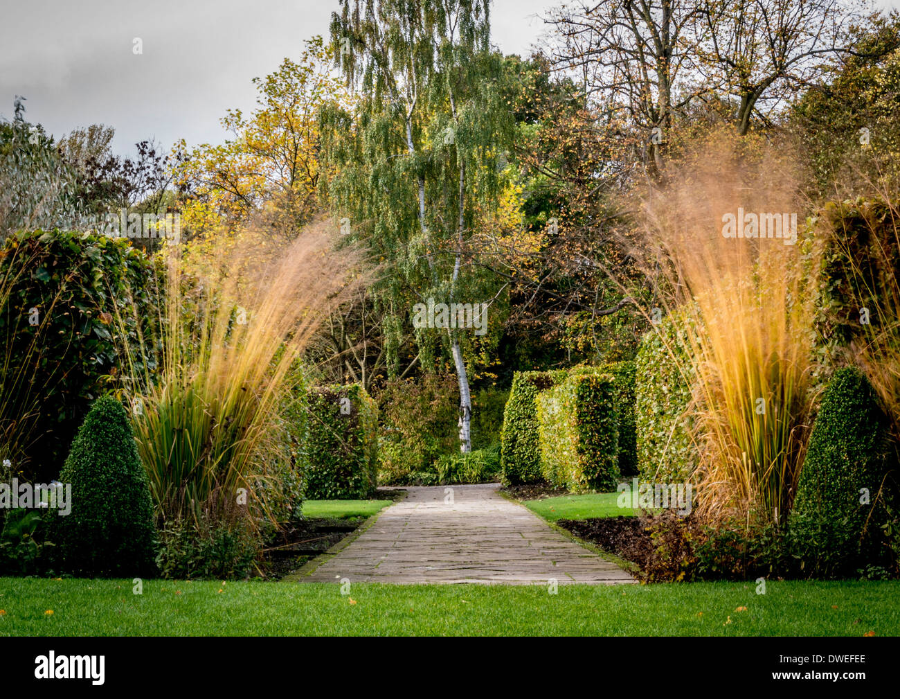 Tall grasses planted in garden borders blowing in wind at Harlow Carr Gardens, Harrogate, North Yorkshire. Stock Photo