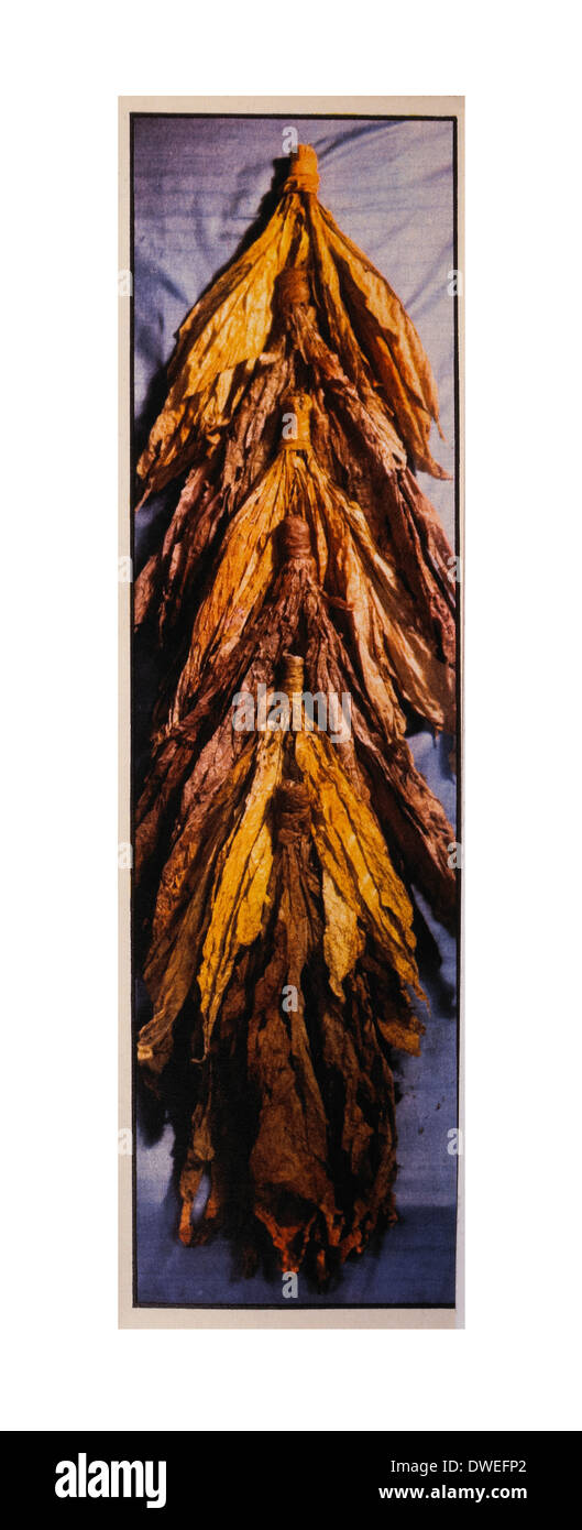 tobacco international TOBACCO INTERNATIONAL HOLDINGS USA, INC