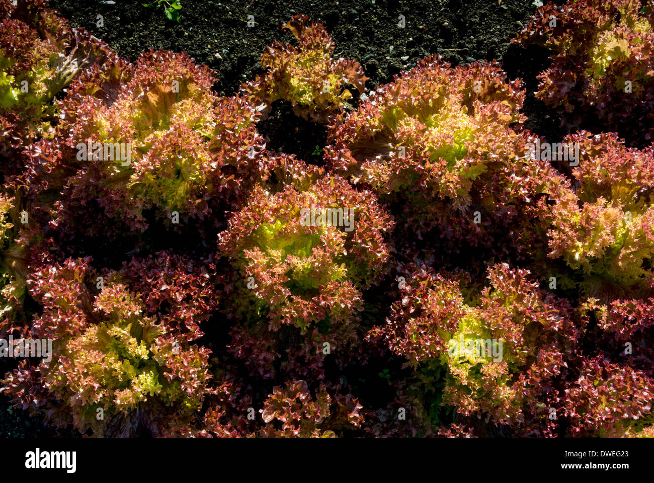 Lollo Rosso lettuce growing outdoors. Stock Photo
