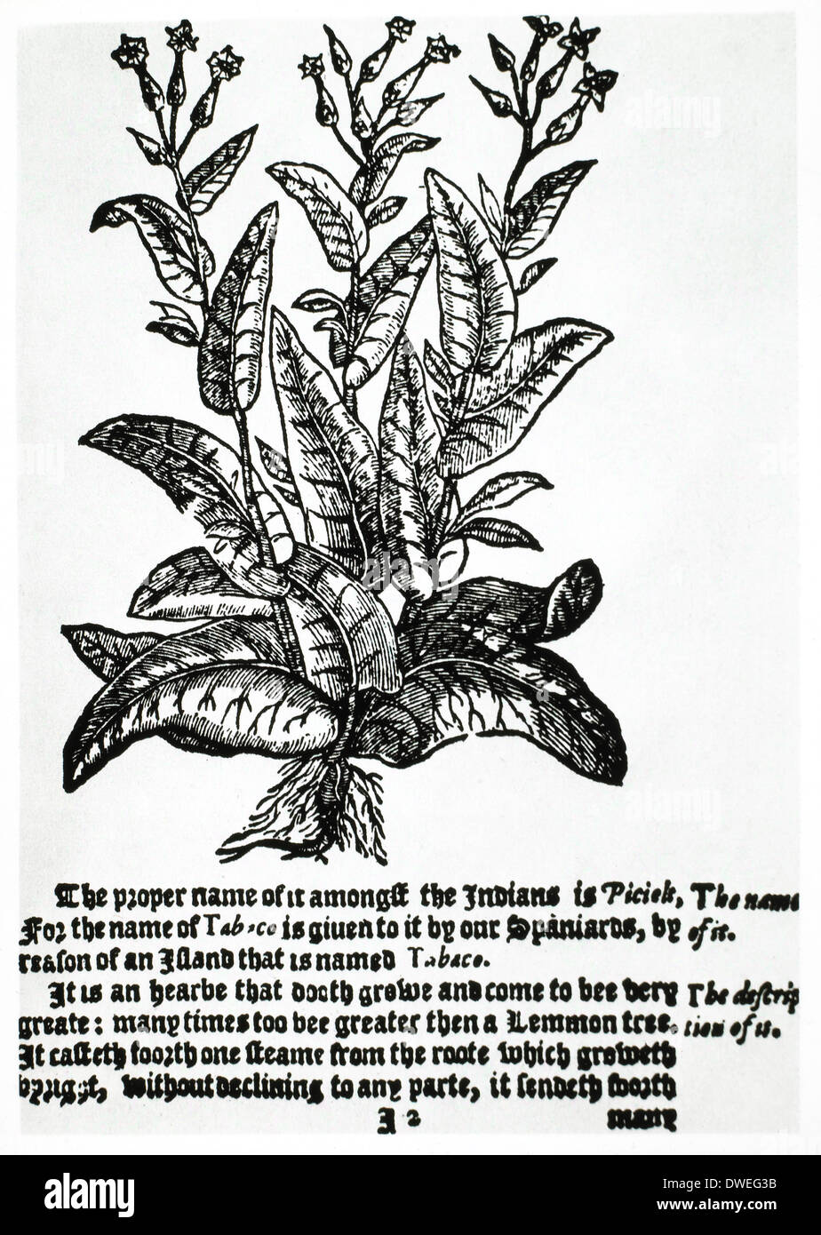 Tobacco Plant, Nicolas Monardes' 'News of the New-Found Worlde', Illustration, 1596 Stock Photo