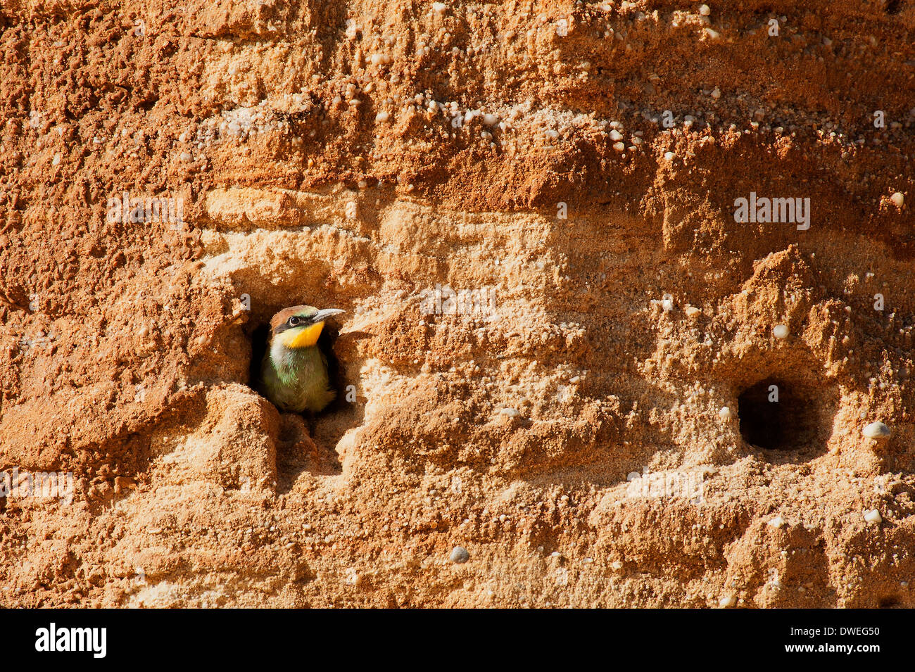 European Bee-eater in Charente-Maritime department, western France Stock Photo