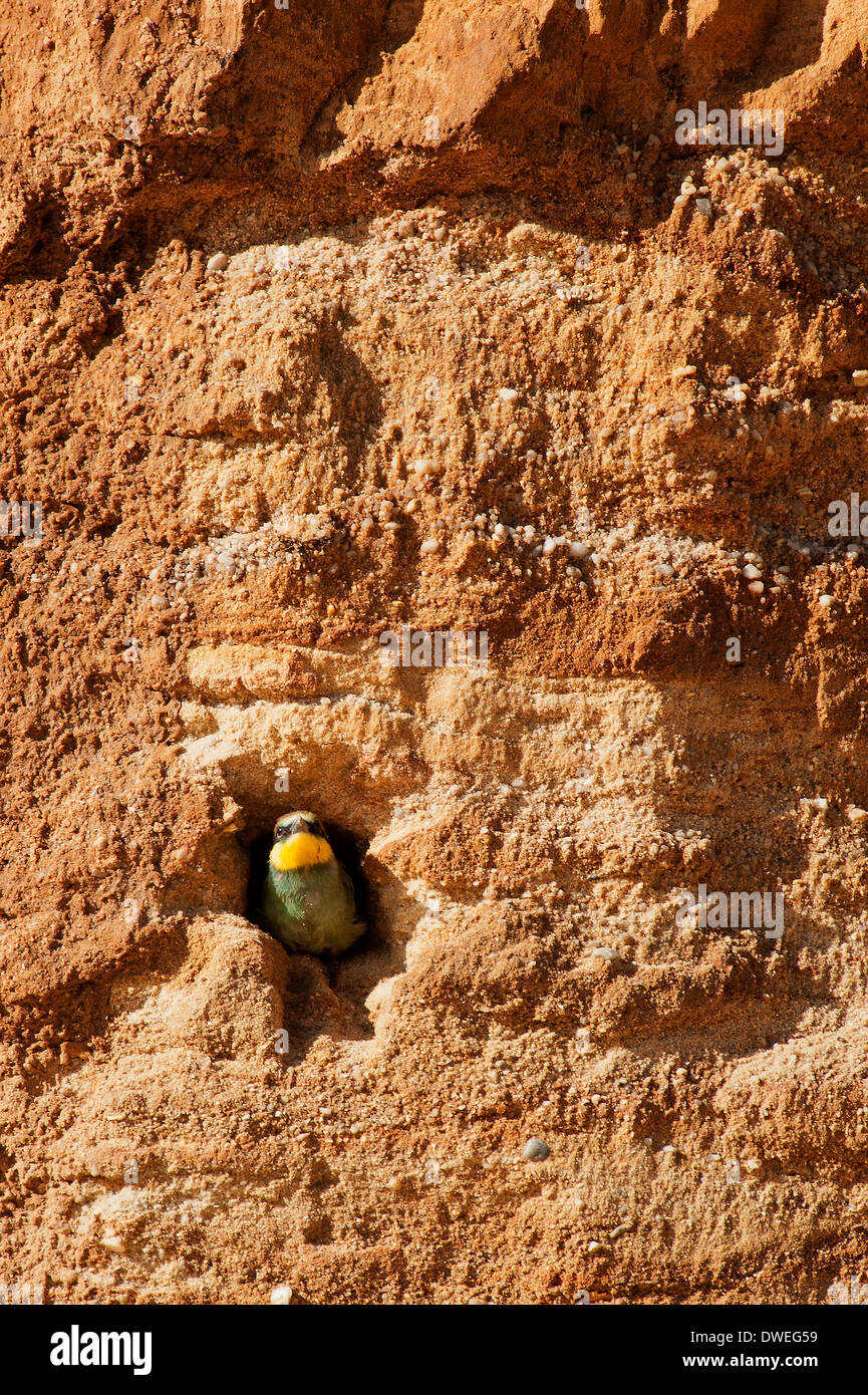 European Bee-eater in Charente-Maritime department, western France Stock Photo