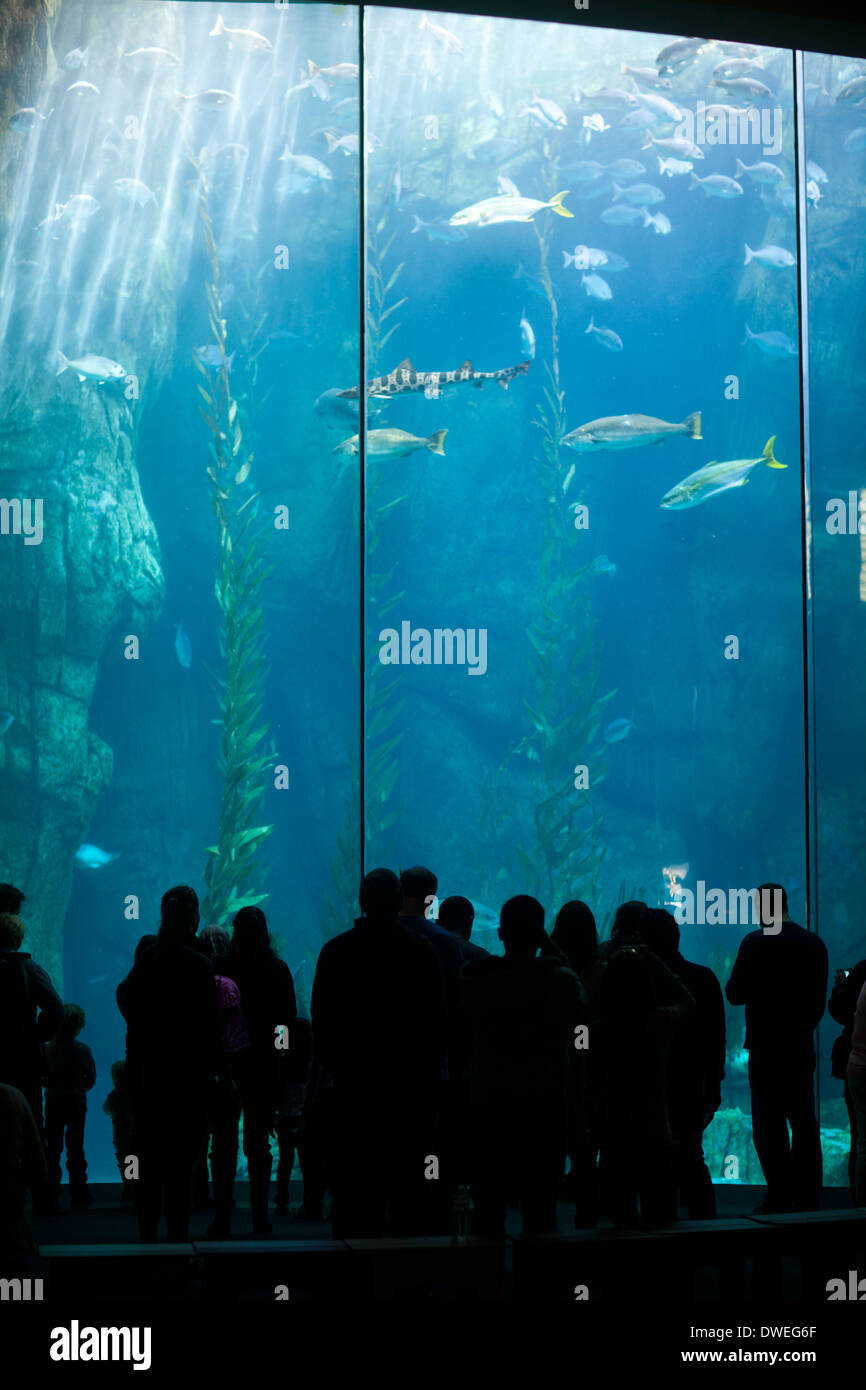 People looking at fish tank, Long Beach Aquarium, Long Beach, Los