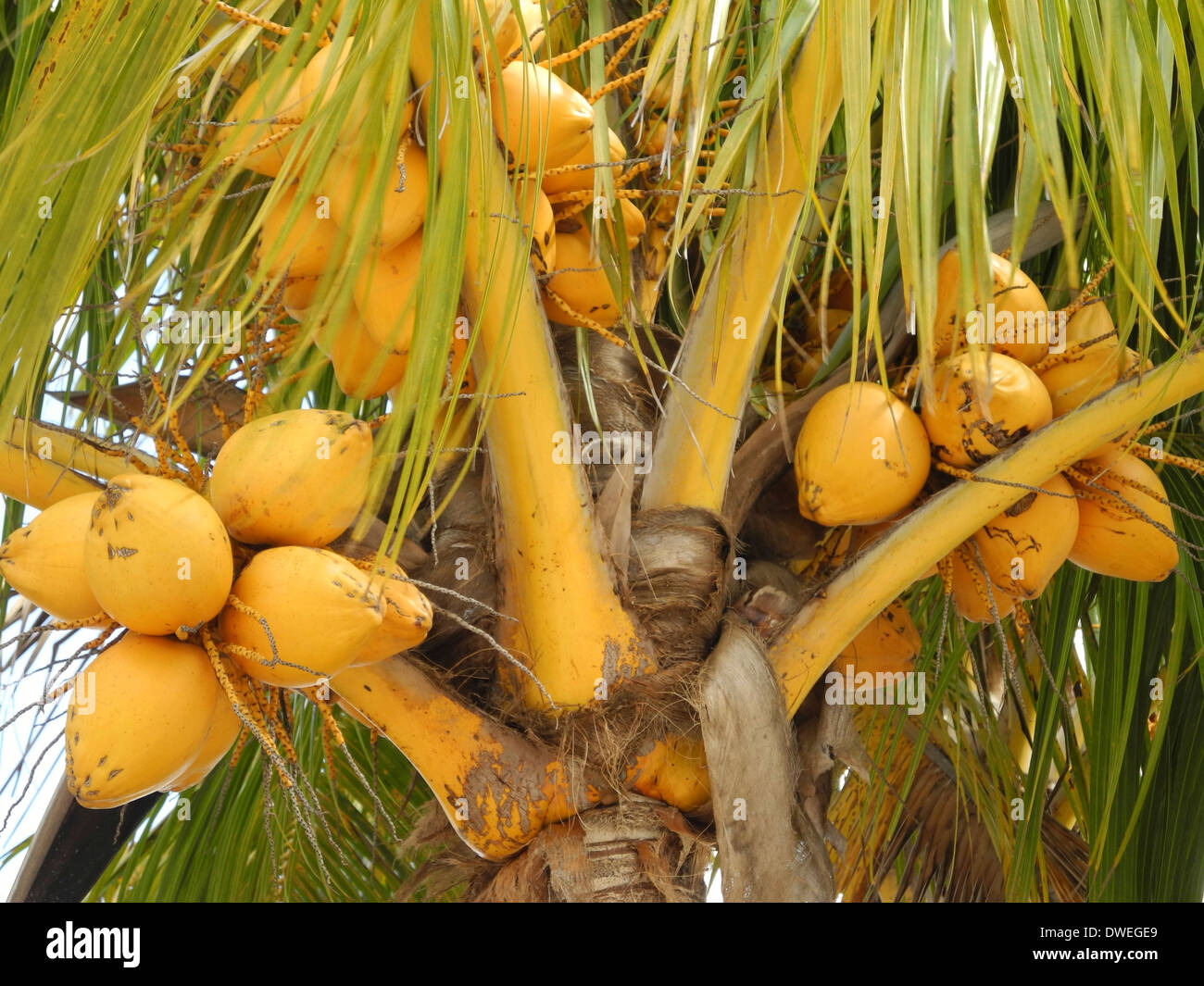 Coconuts palm tree fruit hi-res stock photography and images - Alamy