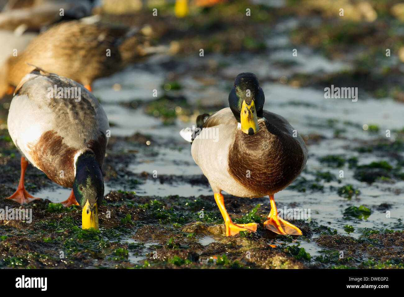 Mallard duck in Charente-Maritime department, western France Stock Photo
