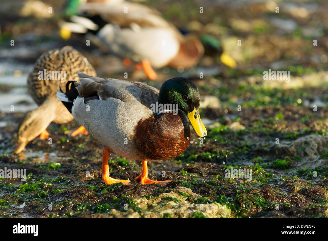 Mallard duck in Charente-Maritime department, western France Stock Photo
