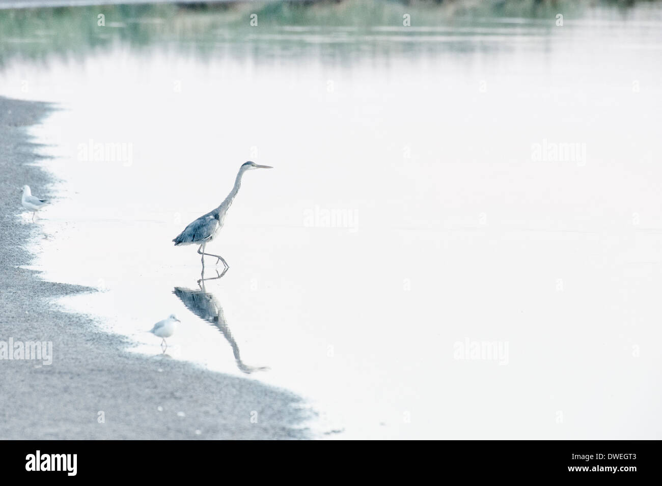 Grey heron in Charente-Maritime department, western France Stock Photo