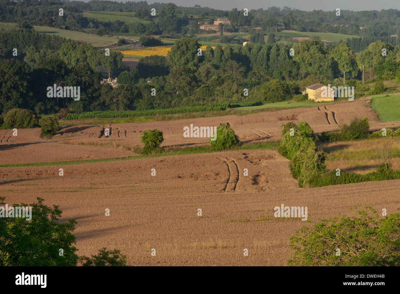 Wheat fields near Salignac-de-Mirambeau, Haute-Saintonge, Charente-Maritime, France Stock Photo